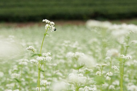0917-4.jpg