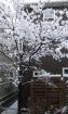 雪景色
