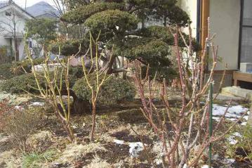 剪定後バラ