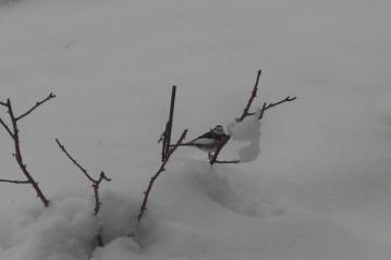 雪 シジュウカラ