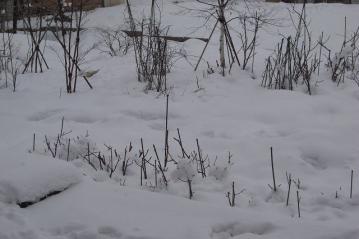 雪の庭
