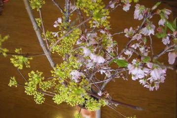 桜