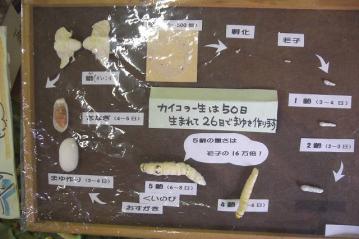 かいこの一生