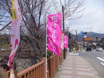 桜まつり