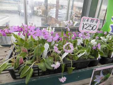 さくら草