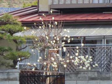 木蓮
