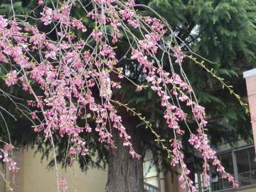 枝垂れ桜