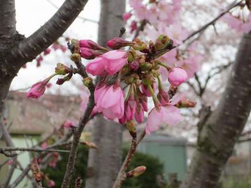 濃いピンク桜