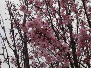 濃いピンク桜2