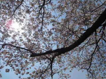 桜1