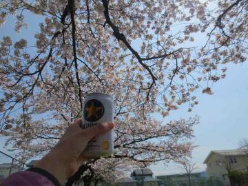 桜2