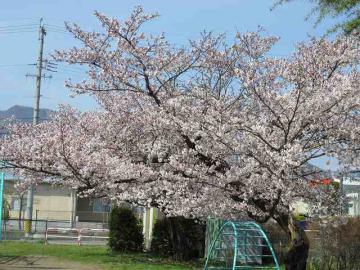 桜4