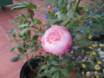 IMG_0764.jpg