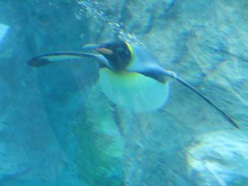 ペンギン