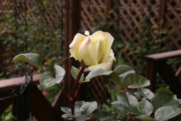 IMG_4522.jpg