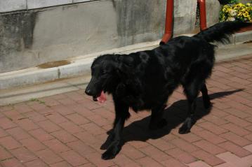 IMG_4737.jpg