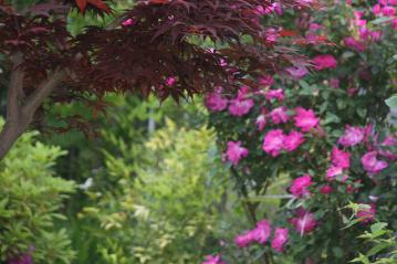 IMG_5169.jpg