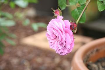 IMG_5176.jpg