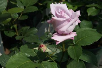 IMG_5243.jpg