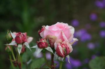 IMG_5328.jpg