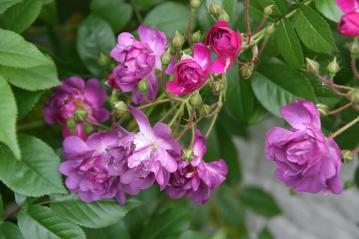 IMG_5441.jpg