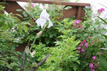 IMG_5486.jpg