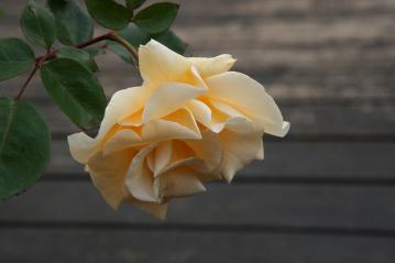 IMG_5503.jpg