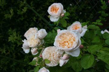 IMG_5509.jpg
