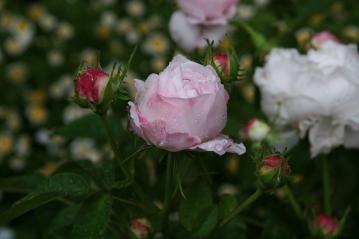 IMG_5518.jpg