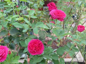 IMG_6539.jpg