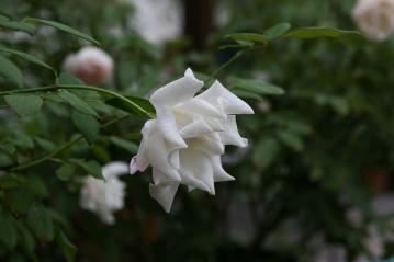 IMG_6593.jpg