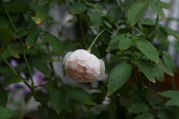 IMG_6594.jpg