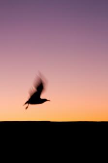 _MG_5193.jpg