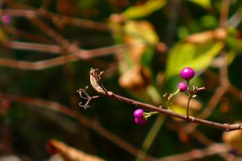 P1180361.jpg