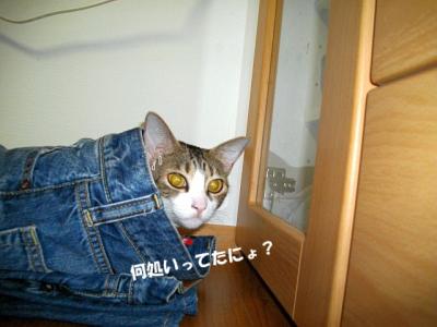 お登さん26