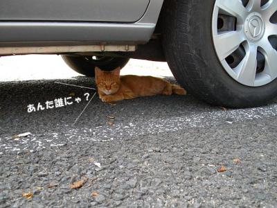 お山の猫達08