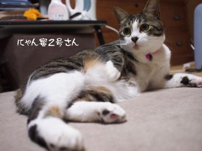 春の猫達05