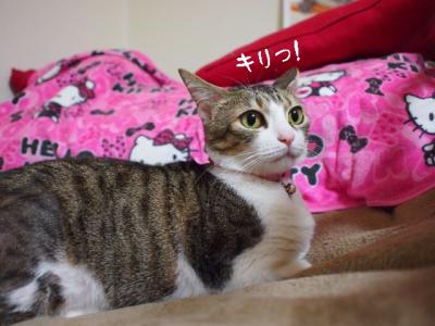 春の猫達06