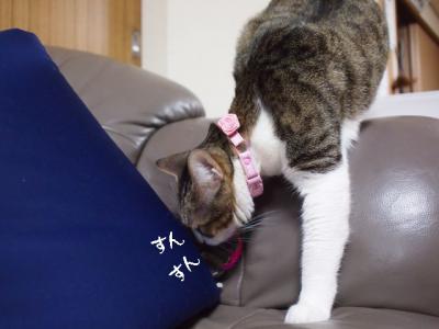 春の猫達08