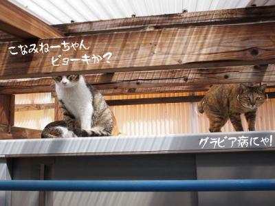 サンルーム04