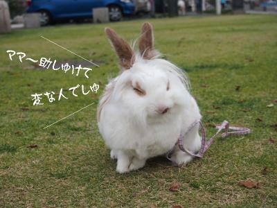 兎犬猫02