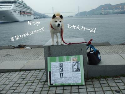 兎犬猫03
