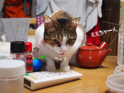 兎犬猫04
