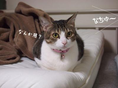兎犬猫05