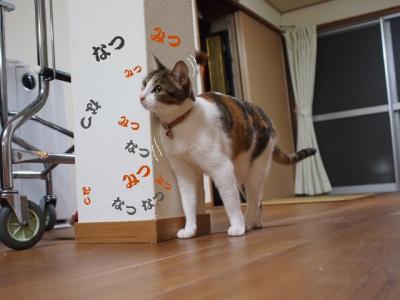 うちなー猫01