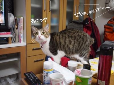 うちなー猫02