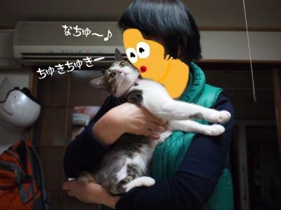 うちなー猫03