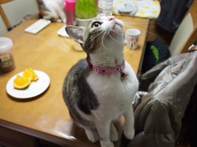 うちなー猫05