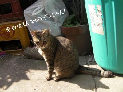お外猫特集01