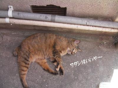お外猫特集02
